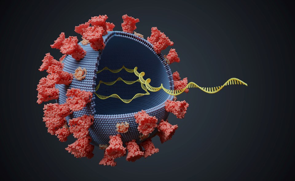Corona virüsün mutasyonları, "süper hücreler" yoluyla yayılarak antikorlardan kaçabilir - 1