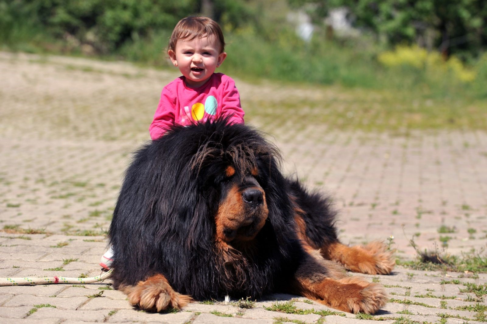 Tibetan best sale mastiff fiyat