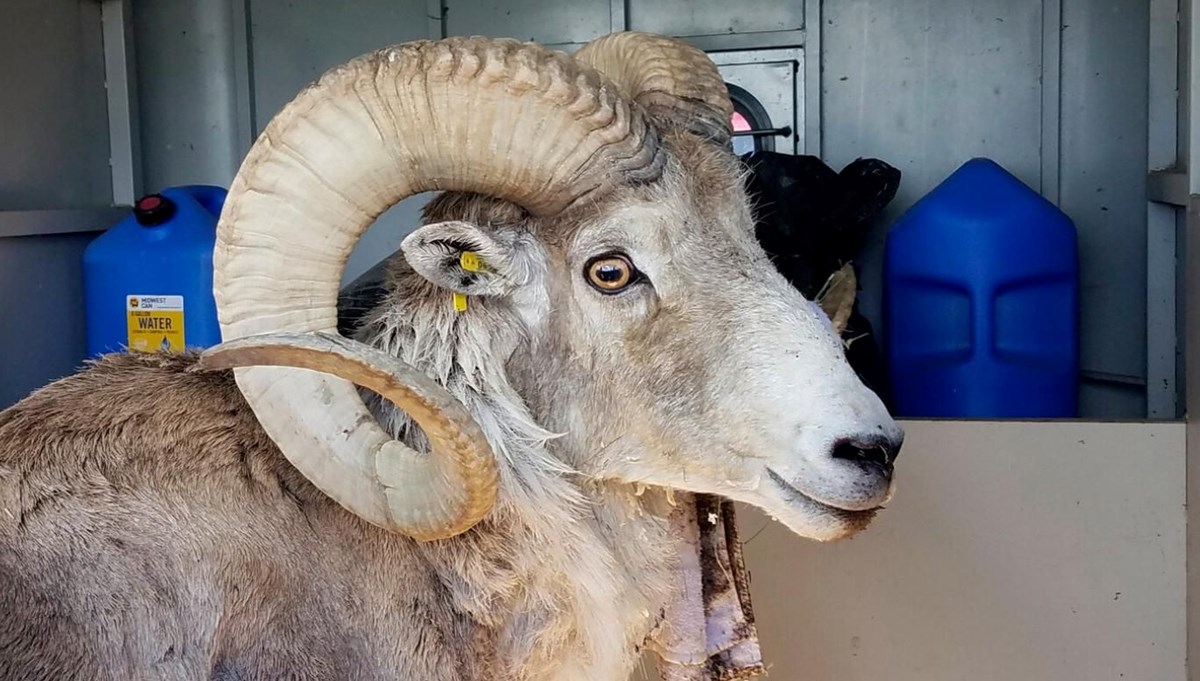 Yasa dışı koyun klonlayan adama ceza: