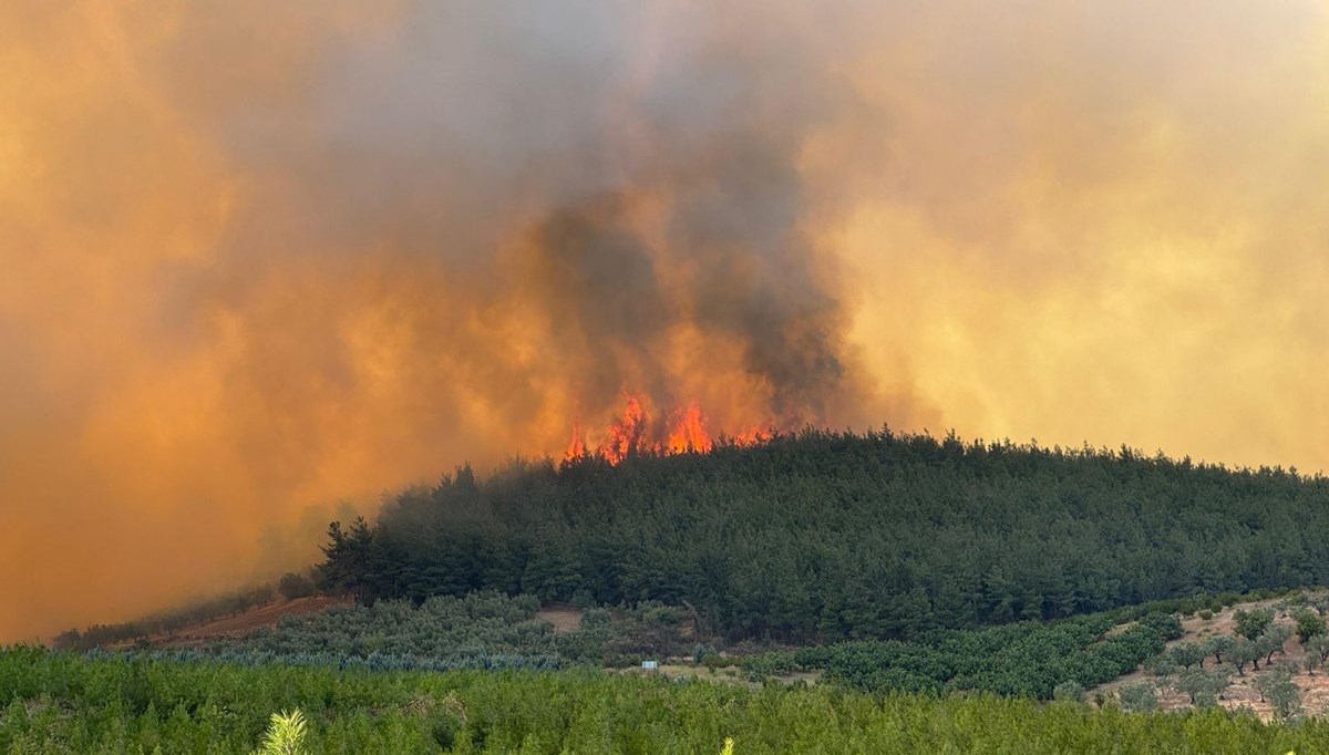 Bursa'da orman yangını