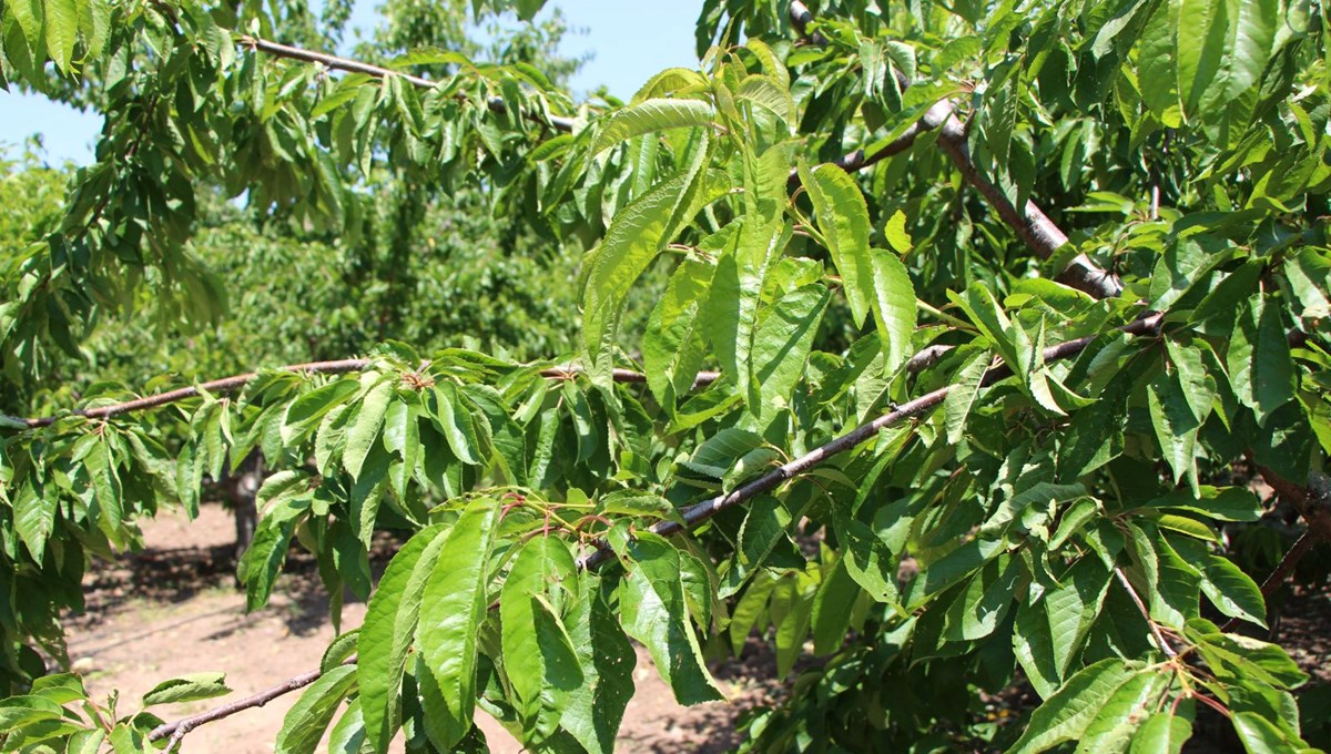 60 yıldır yarışması yapılıyordu, şimdi bir tane bile yok