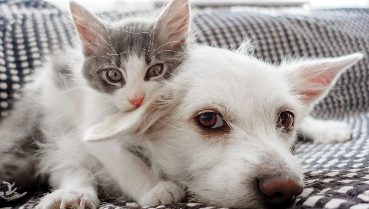 Evcil hayvan sahipleri dikkat: