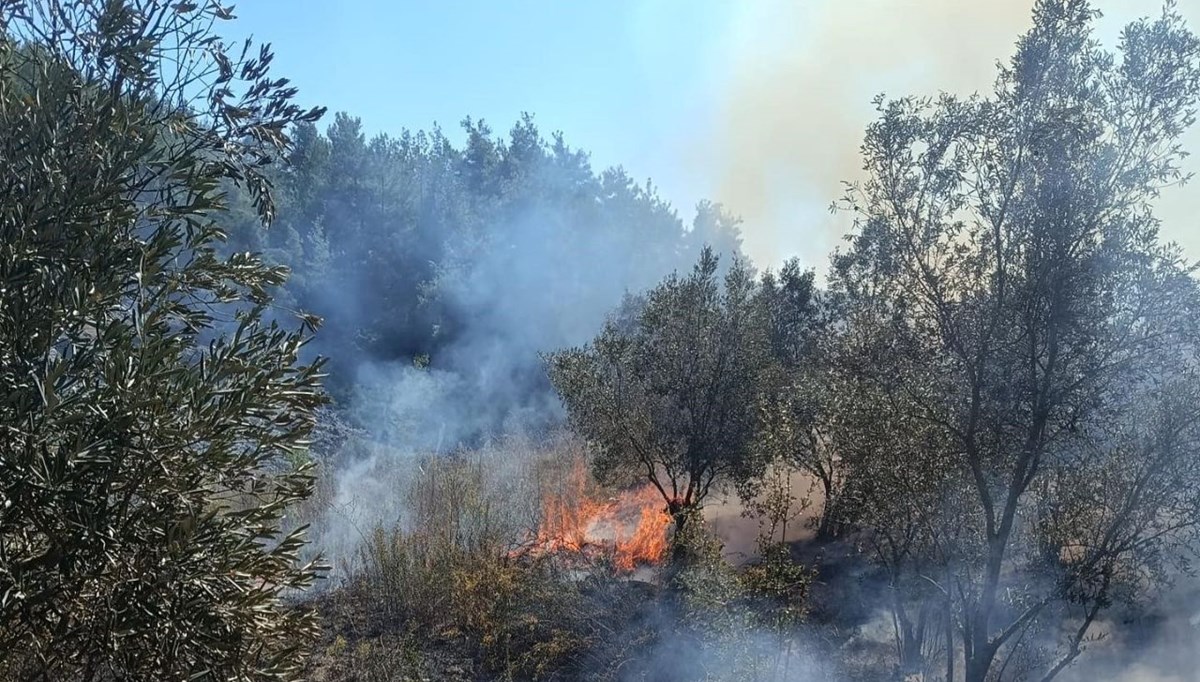 Yayladağı’nda zeytinlik yangını