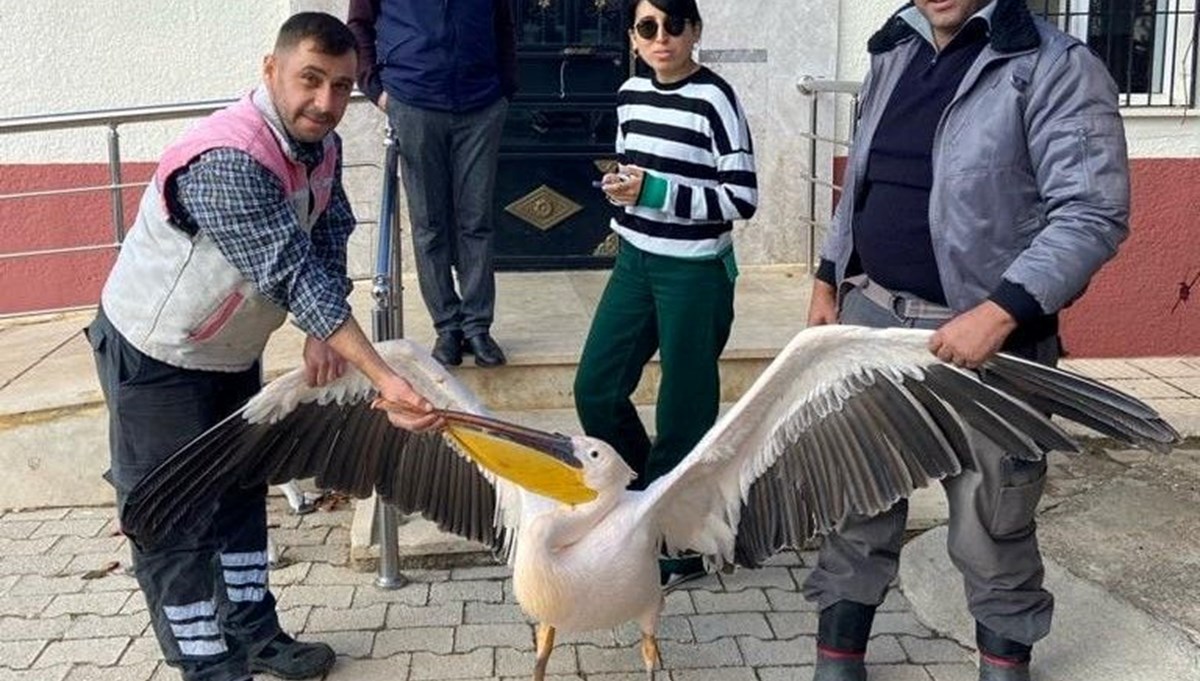 Karaman'da yaralı halde bulunan pelikan koruma altına alındı Karaman'da yaralı halde bulunan pelikan koruma altına alındı