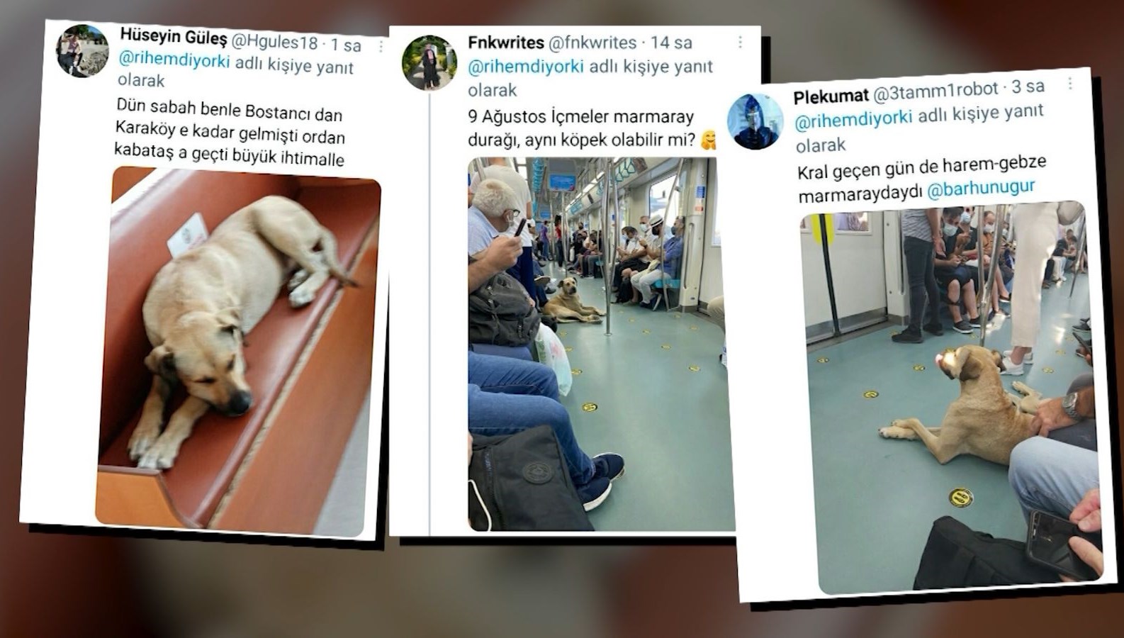 Sokak hayvanları için mama projesi "Bu mama benden" NTV