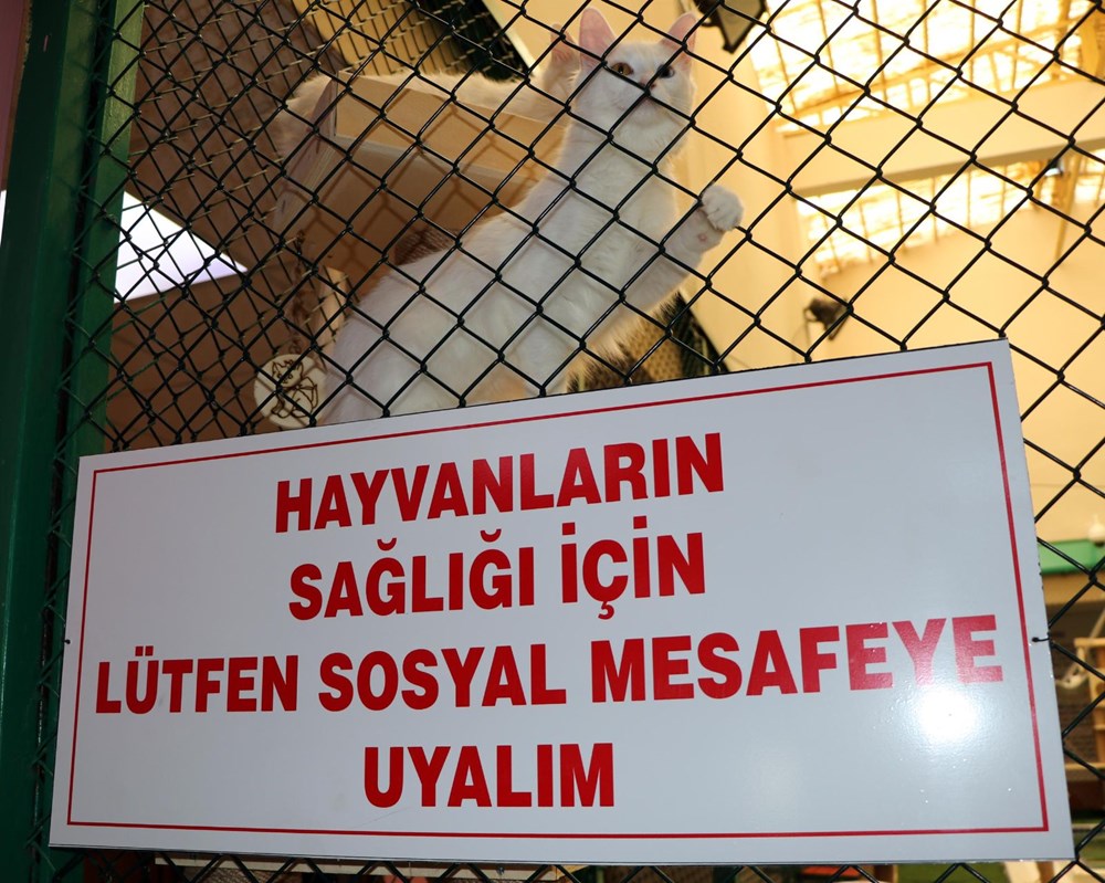 Kedi villası yeni kurallarla ziyarete açıldı Magazin Haberleri NTV