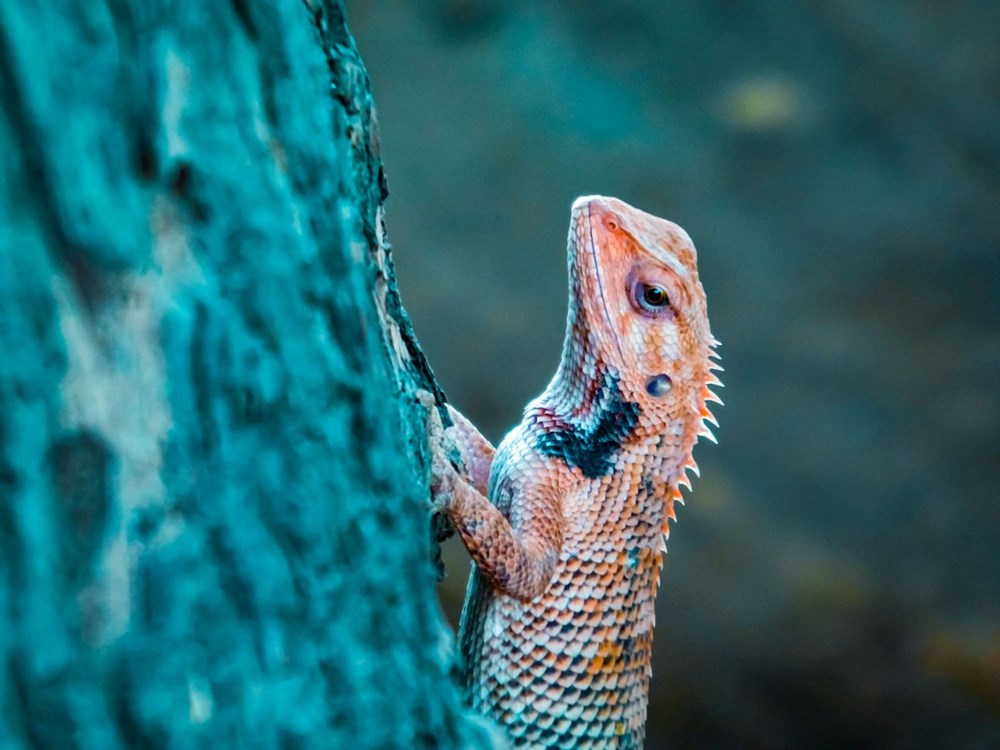 Galapagos Adaları'nda 10 yıl sonra ilk kez pembe iguana yavruları görüntülendi - 3