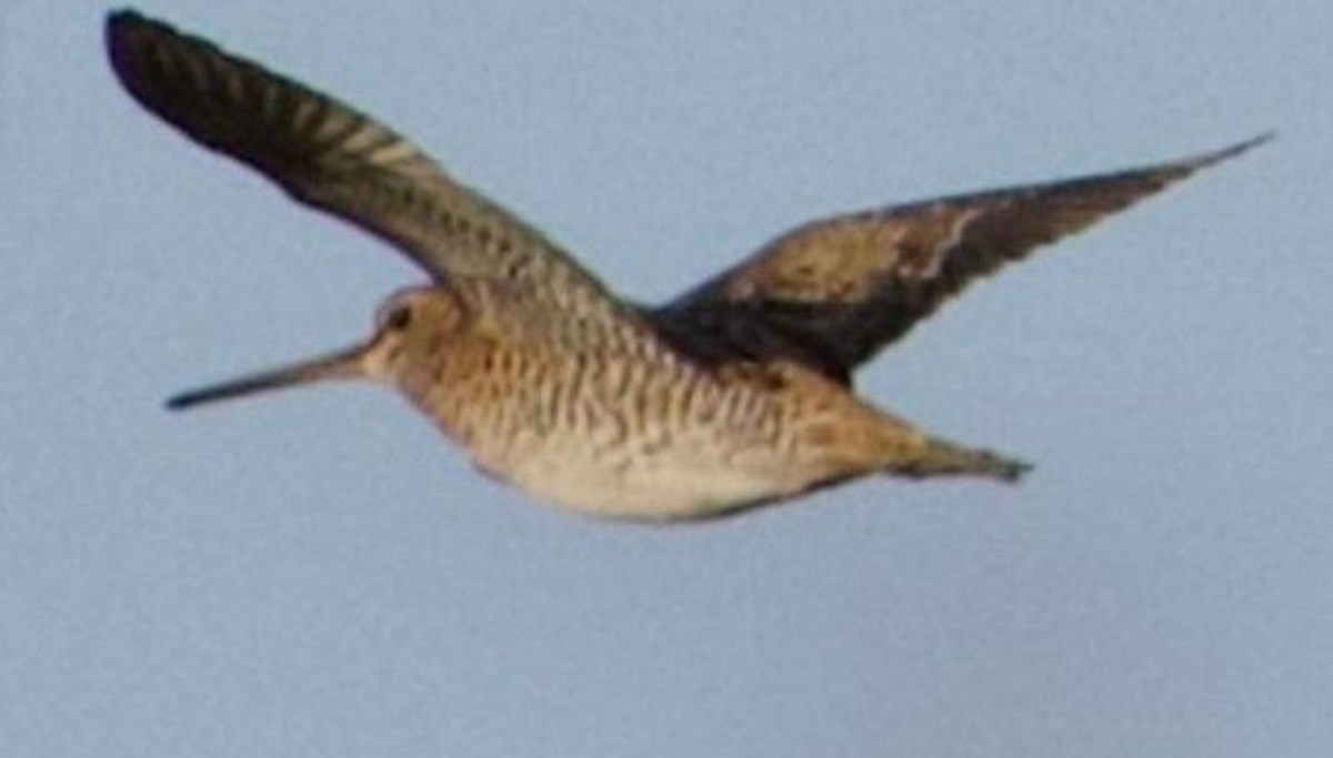 Türkiye'de ilk defa Sibirya suçulluğu görüldü