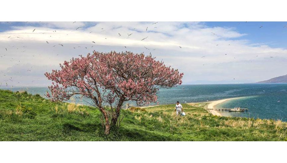 Van Gölü'nün el değmemiş güzelliği 'Çarpanak Adası'