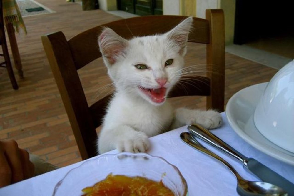 Не жди голодные. Котик хочет кушать. Голодный кот. Кот за столом. Кот обедает.