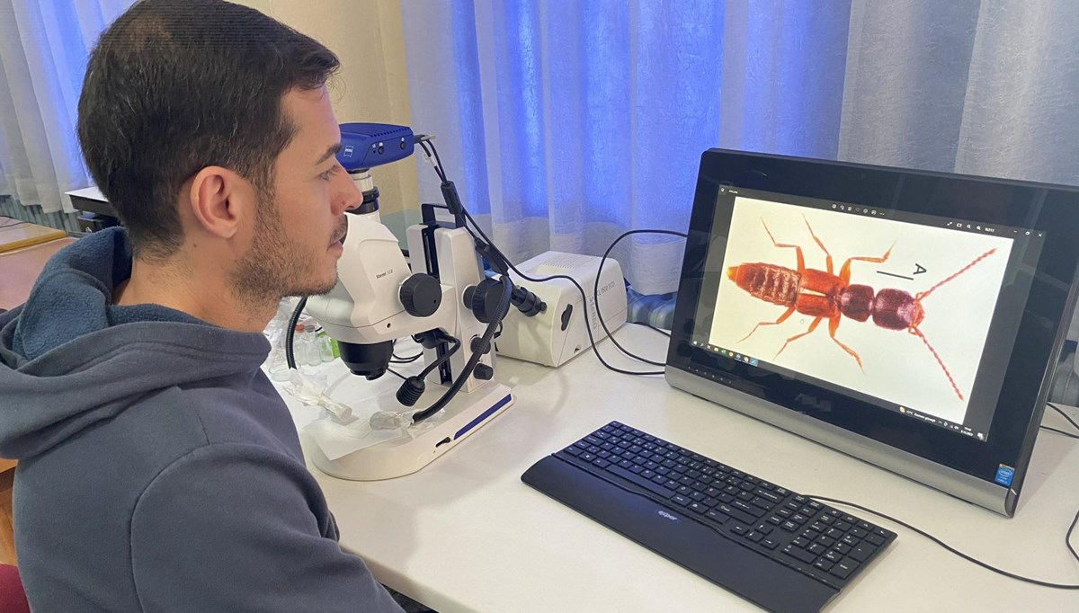 Sivas'ta yeni bir böcek türü keşfedildi: Medon turcicus Sivas'ta yeni bir böcek türü keşfedildi: Medon turcicus