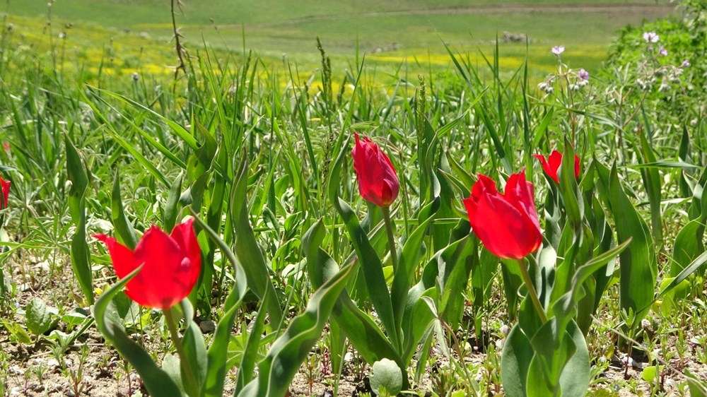 Muş'ta Hamurpet Gölleri görenleri doğasıyla mest ediyor - 13