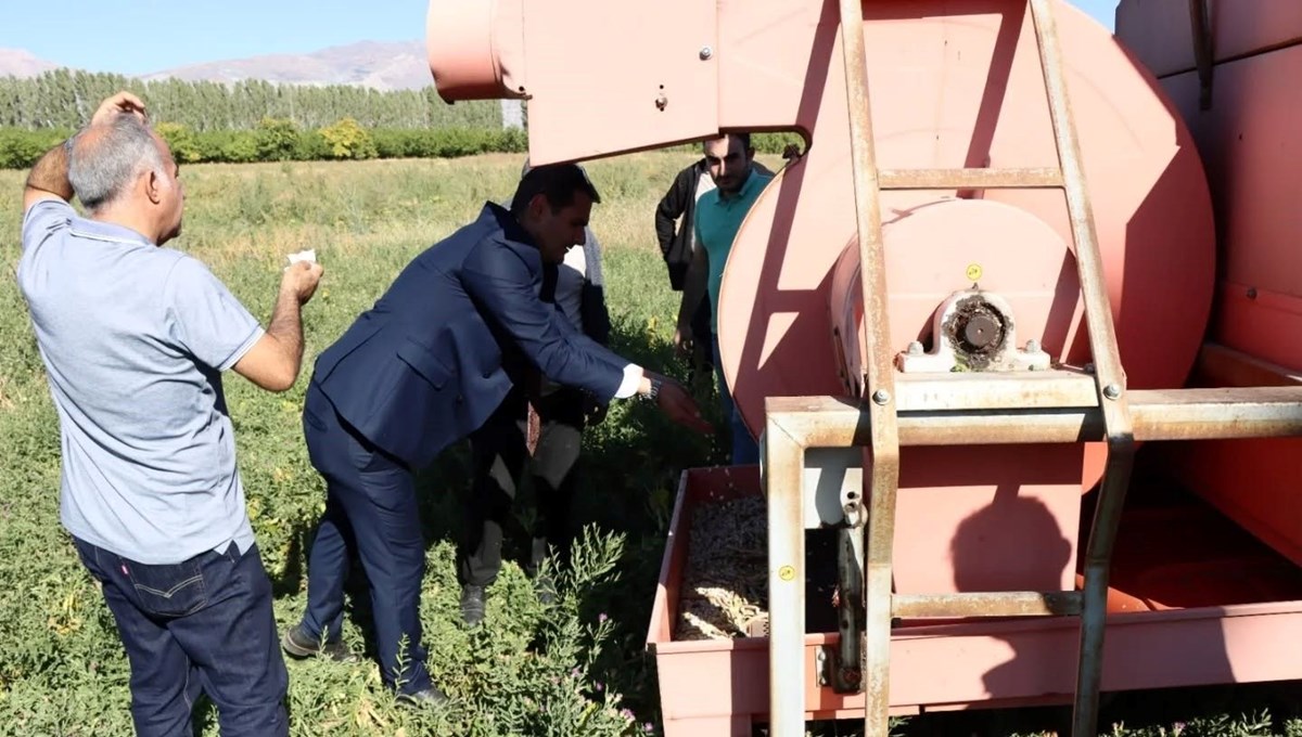 Erzincan'da ekimi yapılmıştı: Kuru fasulye hasadı başladı