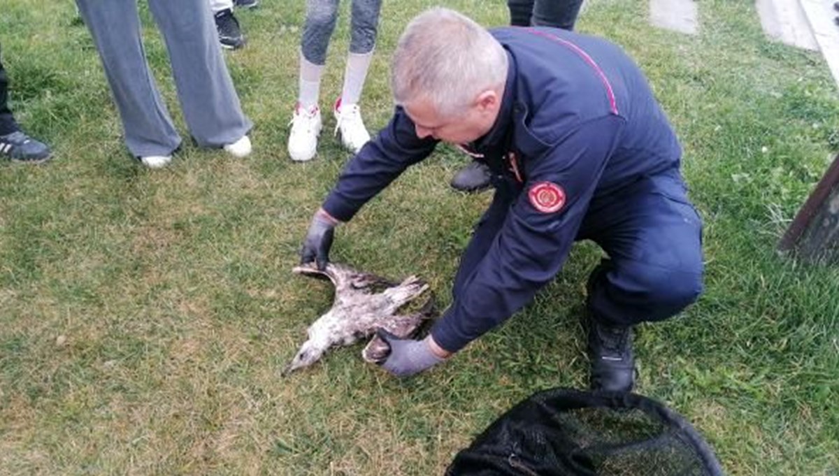 İtfaiye erinden martıya suni teneffüs İtfaiye erinden martıya suni teneffüs
