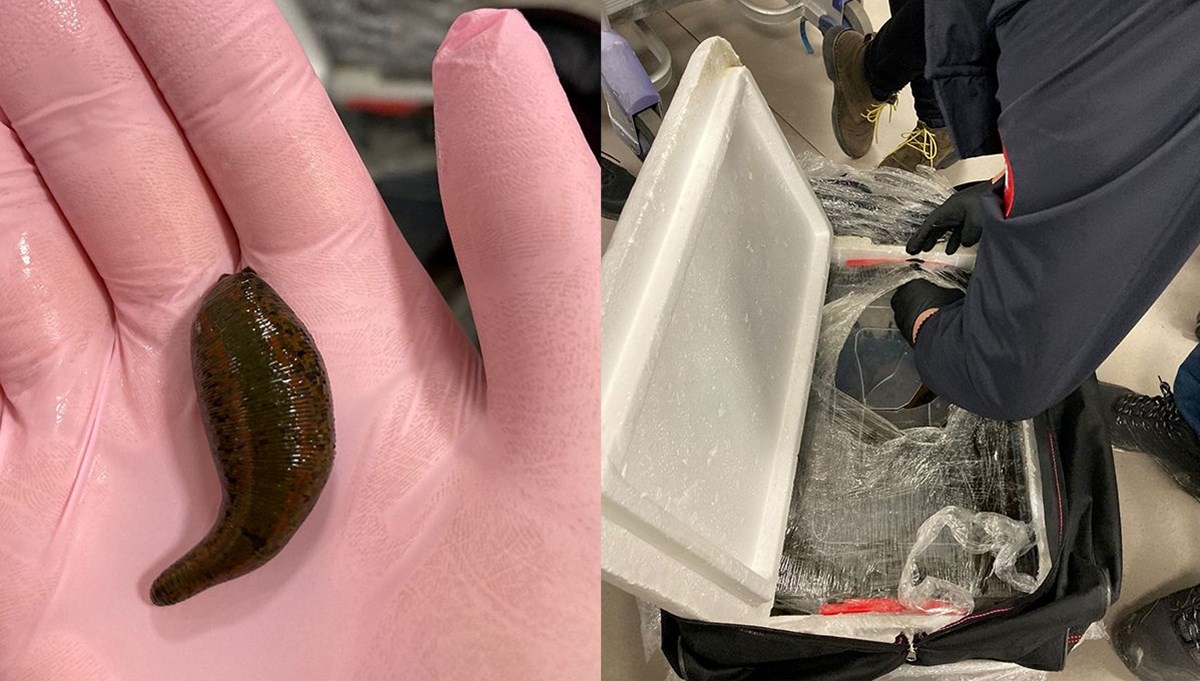 İstanbul Havalimanı'nda kaçak 4 bin canlı tıbbi sülük ele geçirildi