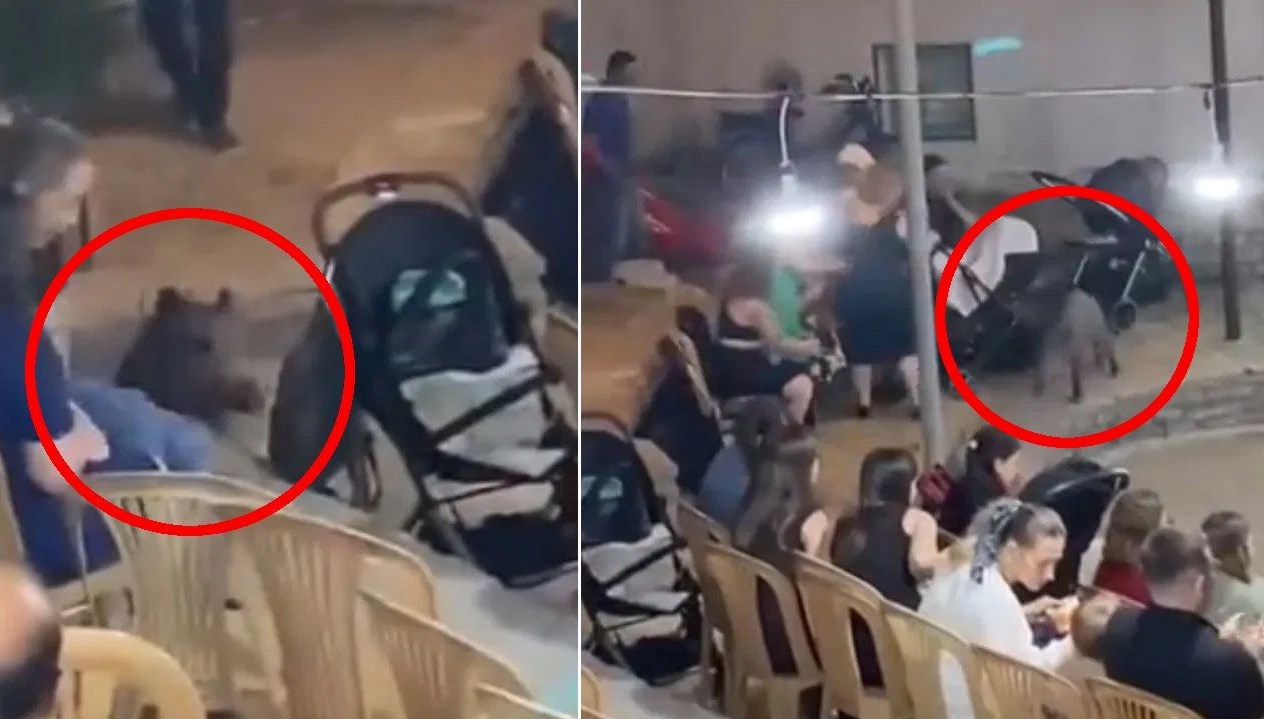 Yaban domuzu düğüne daldı