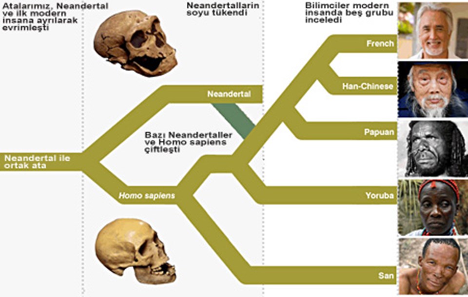 Kanıtlandı: Neandertal geni taşıyoruz! - 1