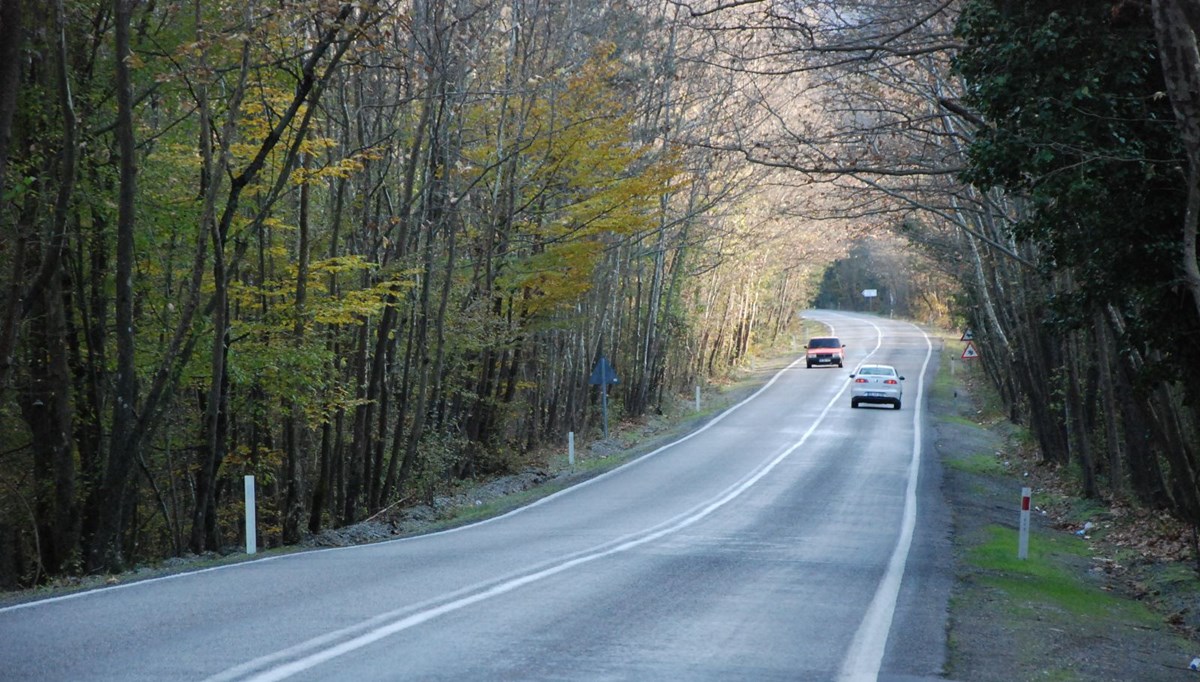 9 kilometrelik 'ağaç tünel yol' görsel şölen sunuyor