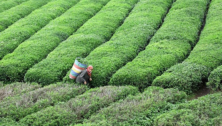 Çay tarlası olanlar dikkat! 25 kilograma düştü