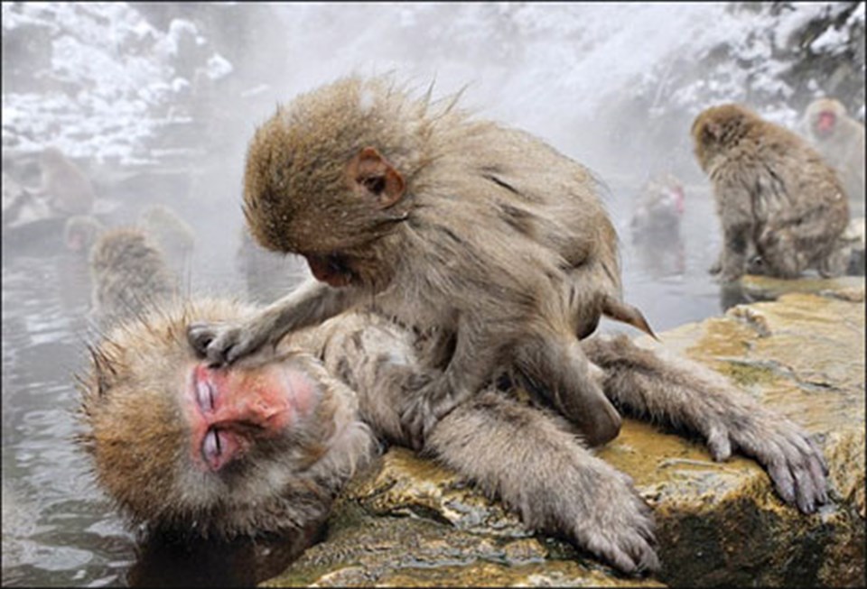 Soğuk hava-sıcak su maymunları ‘maymun etti’ - 3