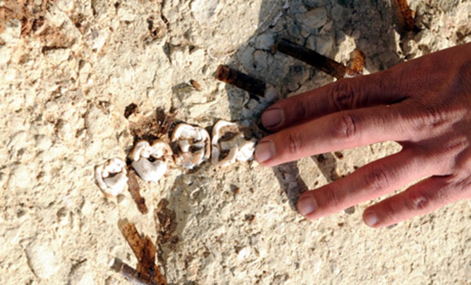 Troya Canavarı'nın fosili Çanakkale'de! - 1