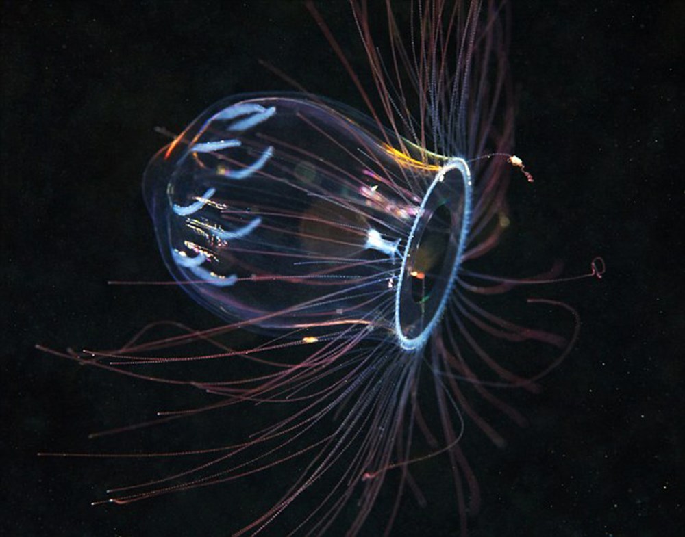 Deep sea neal. Deep sea neal. The deep sea на русском. The deep sea на русском. Глубоководные медузы светящиеся.