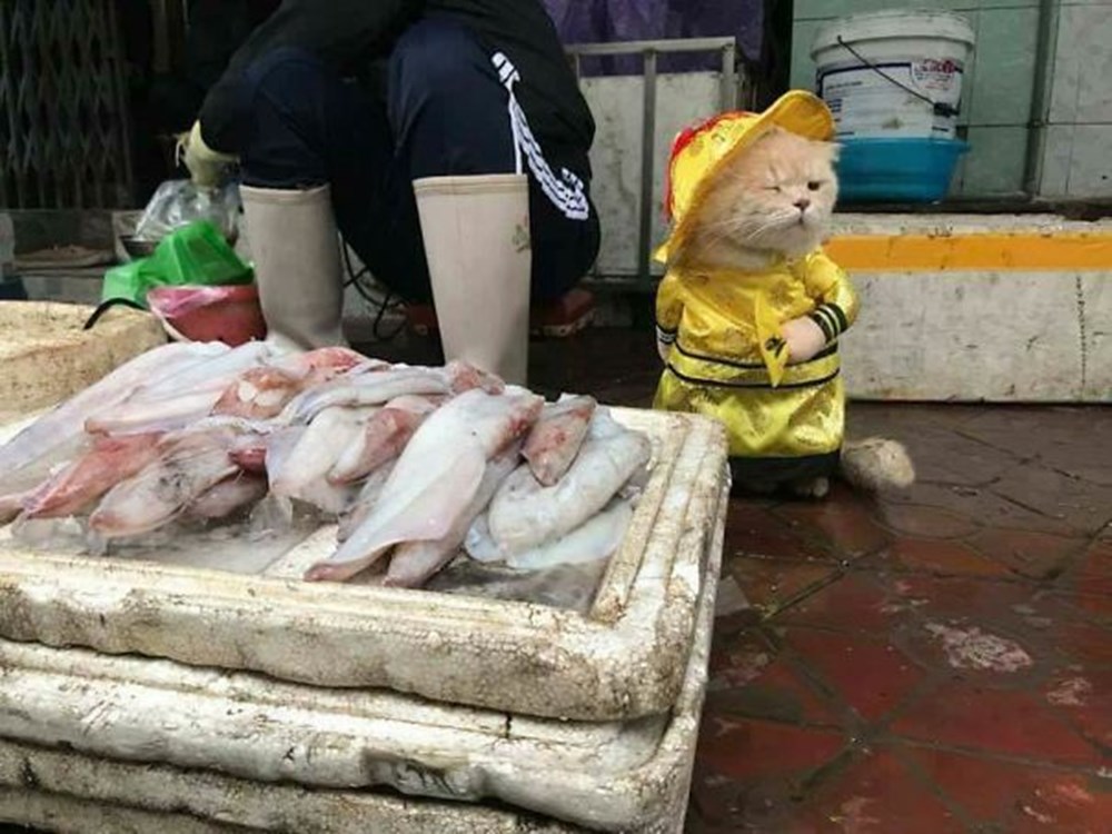 �Balıkçı kedi� bu kez polis oldu NTV