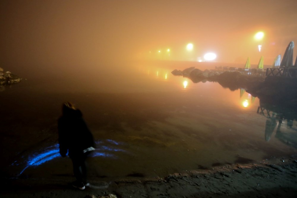 Bursa kıyılarında plankton patlaması: Deniz suyu renk değiştirdi - 9