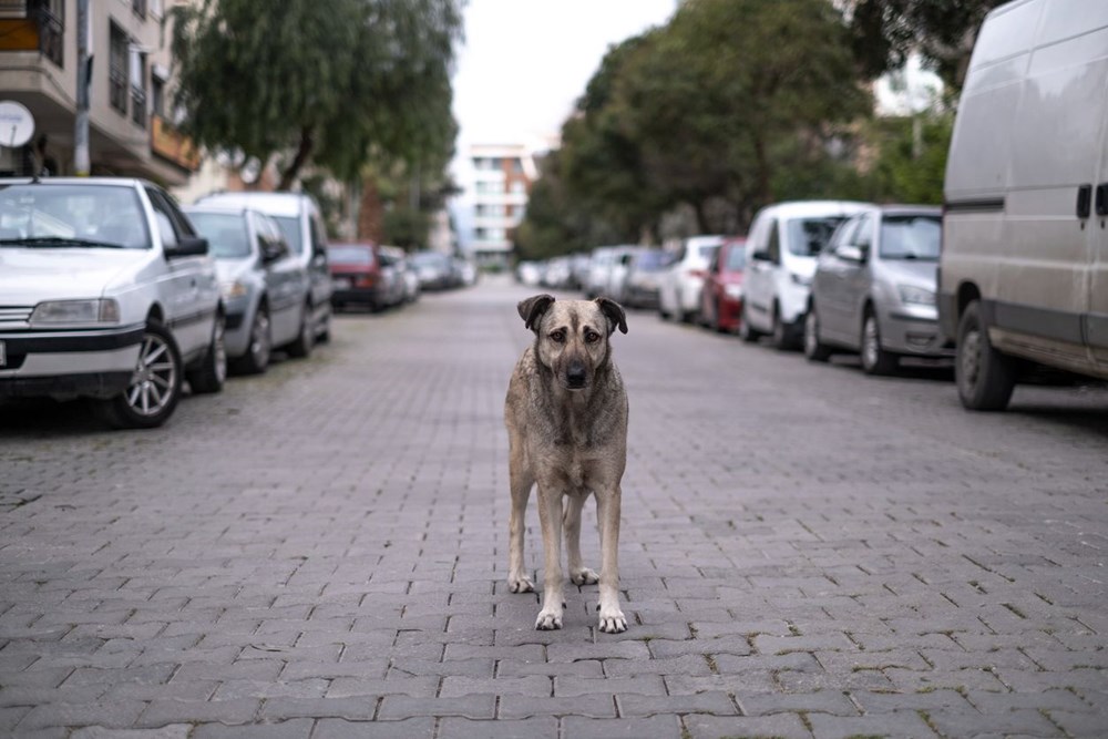 4 Ekim Dünya Hayvanları Koruma Günü hakkında her şey - 4