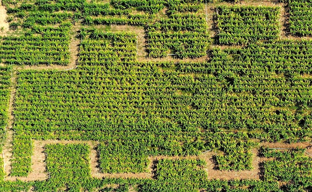 T�rkiye'nin ilk 'm�s�r labirenti'