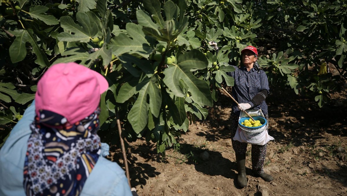 Bunaltıcı sıcakta hasat mesaisi: Sabah ezanında başlıyorlar