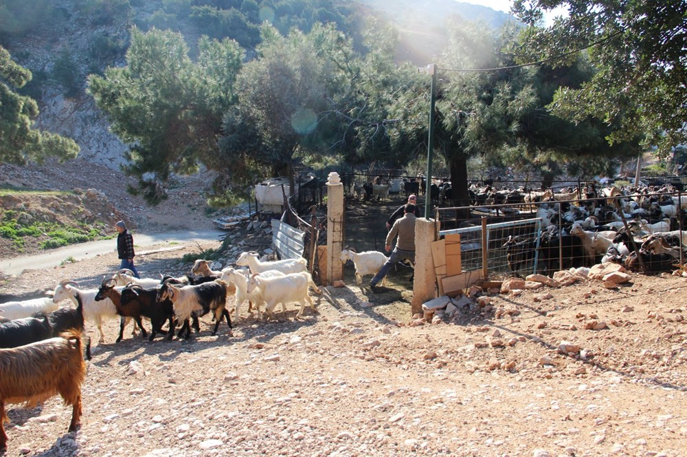 Bodrum'un drone'lu çobanı: Adım adım izliyor - 5