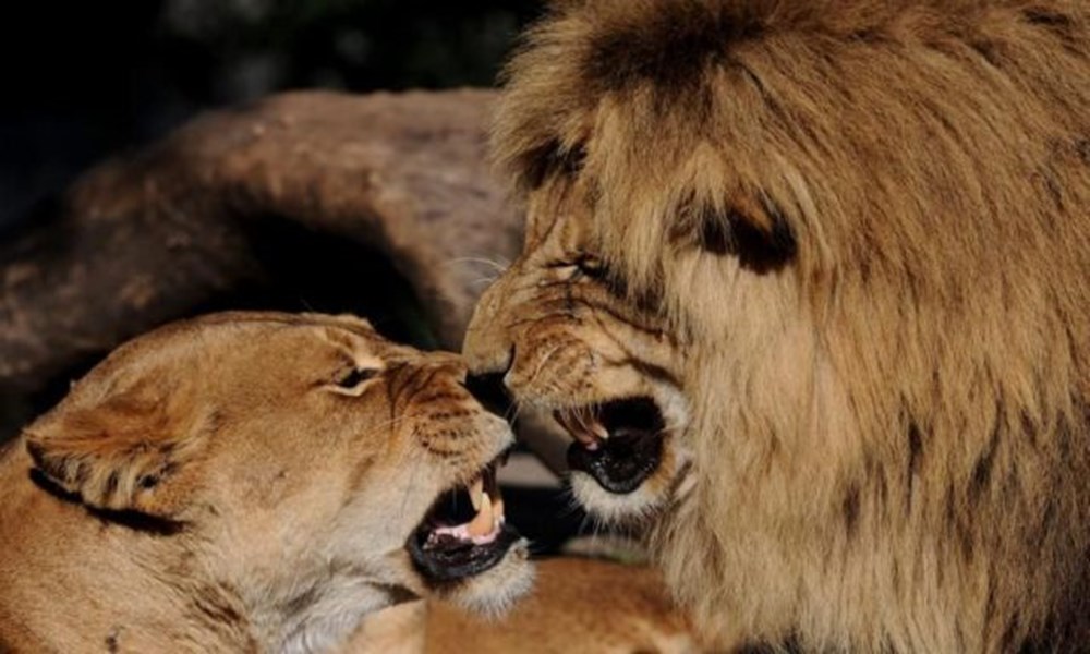 Любовный лев неделя. Лев и львица. Львы любовь. Пары животных. Лев и львица любовь.