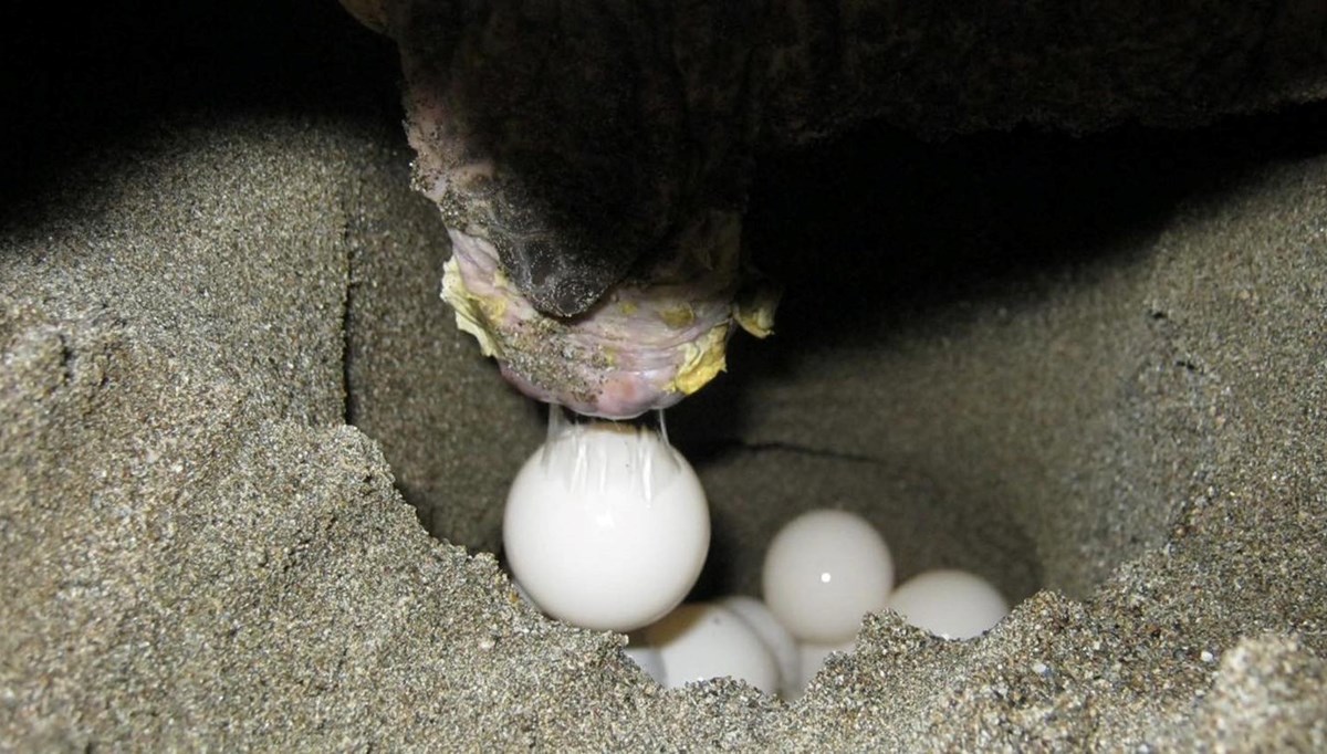 Sezonun ilk caretta caretta yuvası koruma altında Sezonun ilk caretta caretta yuvası koruma altında