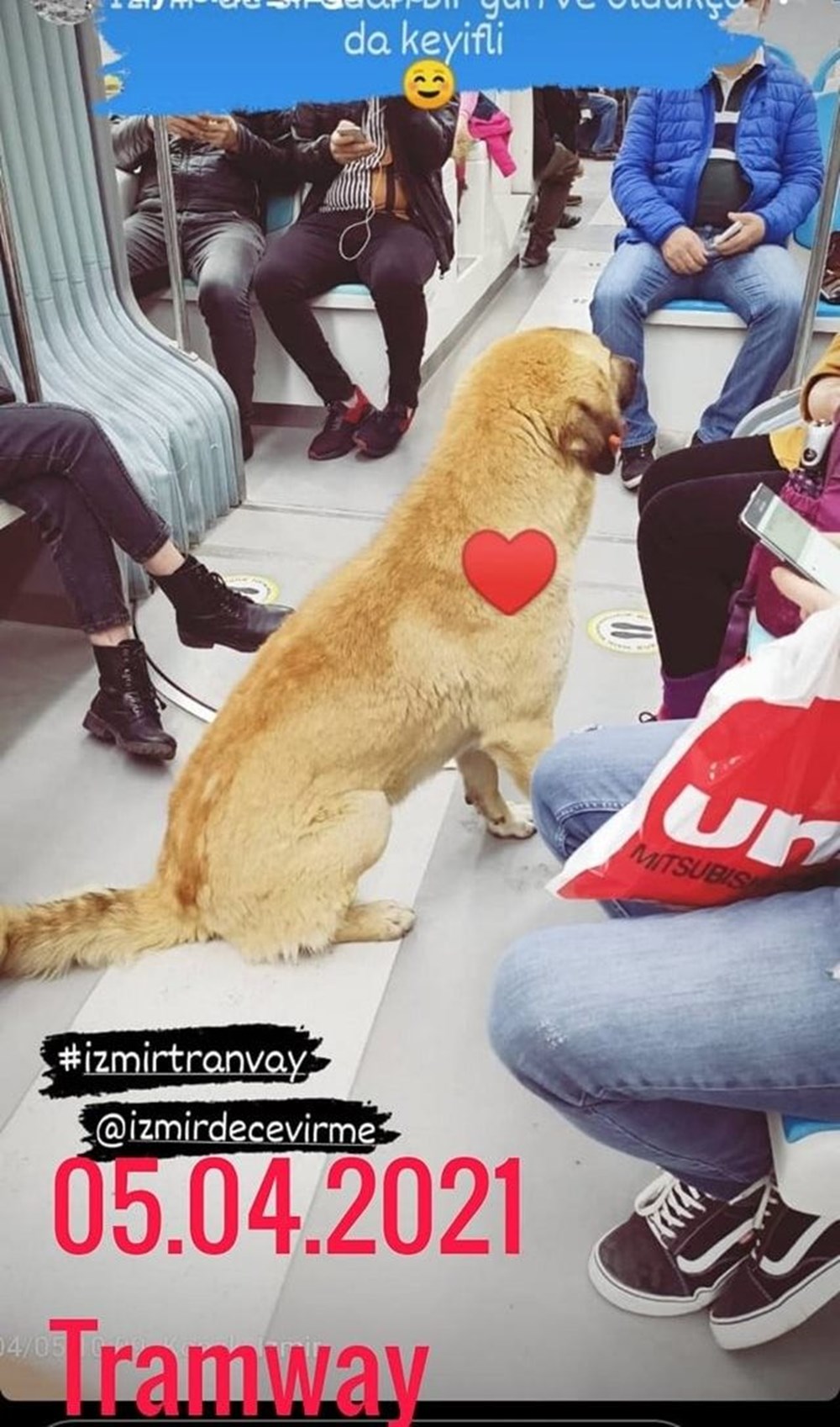 İzmir’i toplu ulaşımla gezen köpek Sam bulundu - 2