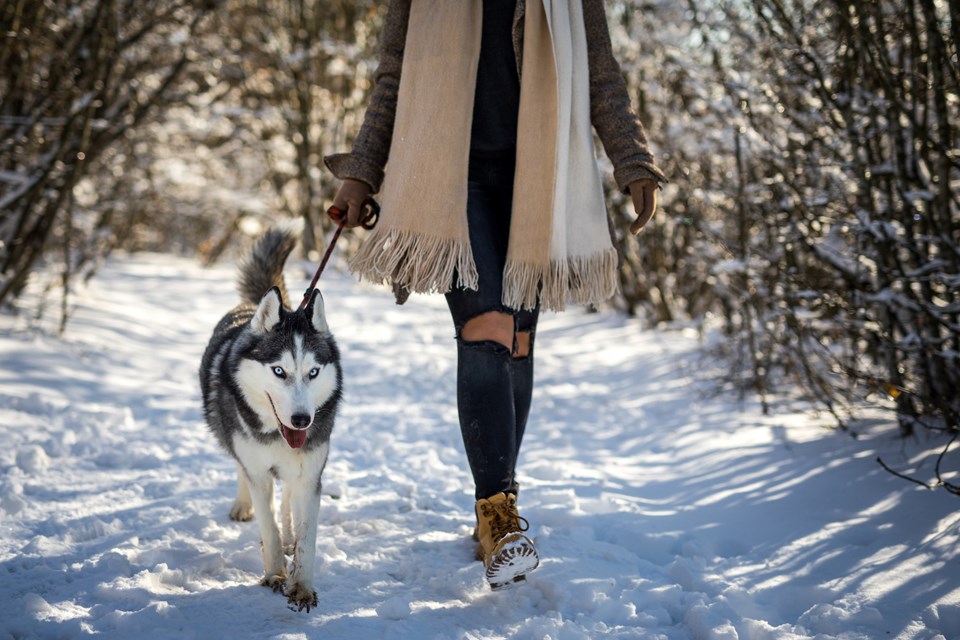 Köpeklerin evcilleştirilmesi 29 bin yıl öncesine dayanıyor - 1