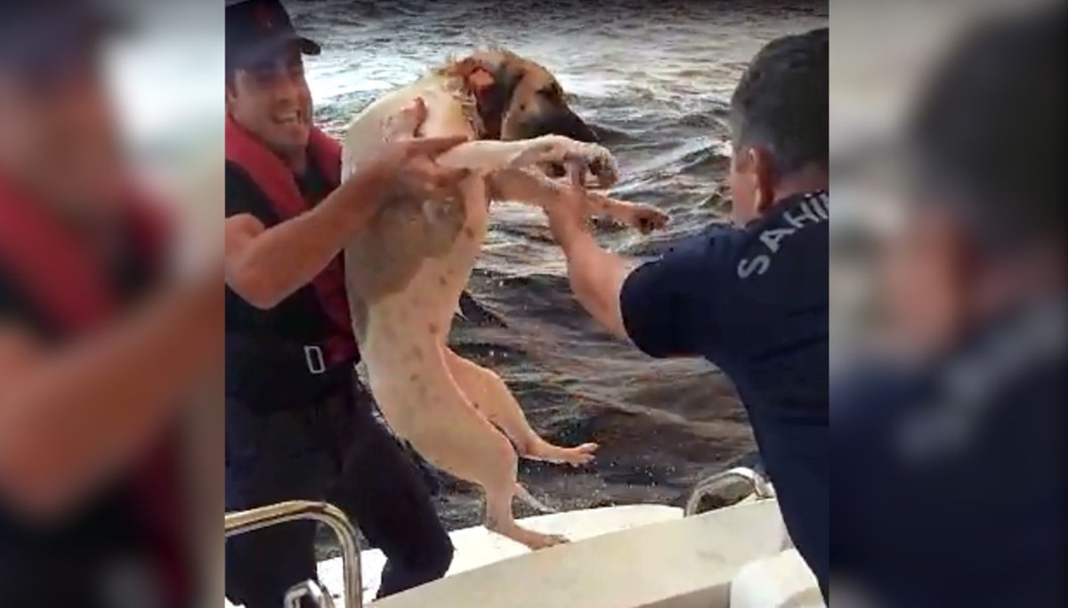 Marmaris’te yangından denize kaçan köpek kurtarıldı