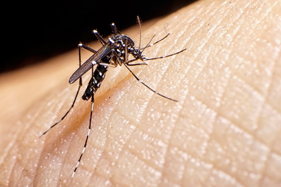 Yeni tehlikenin adı: Asya kaplan sivrisineği - 1