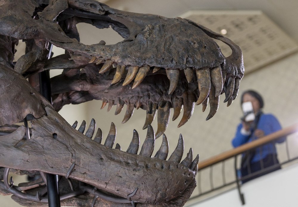 tarbosaurus iskeleti