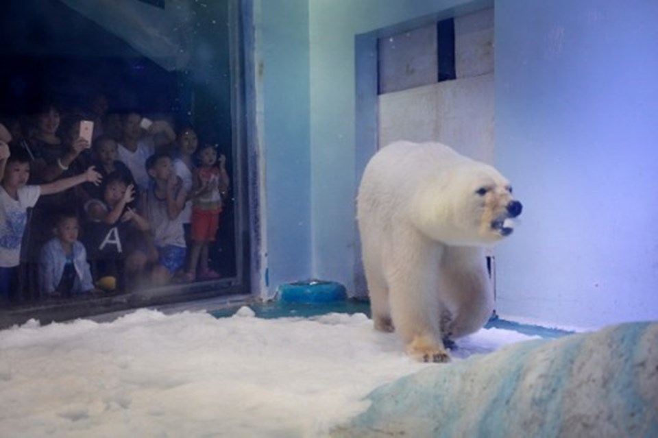 Çin'de AVM'de sergilenen kutup ayısı şimdilik serbest - 1