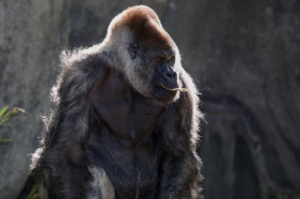 Dünyanın en yaşlı erkek gorili Ozzie hayatını kaybetti: Ölüm nedeni hala bilinmiyor - 8