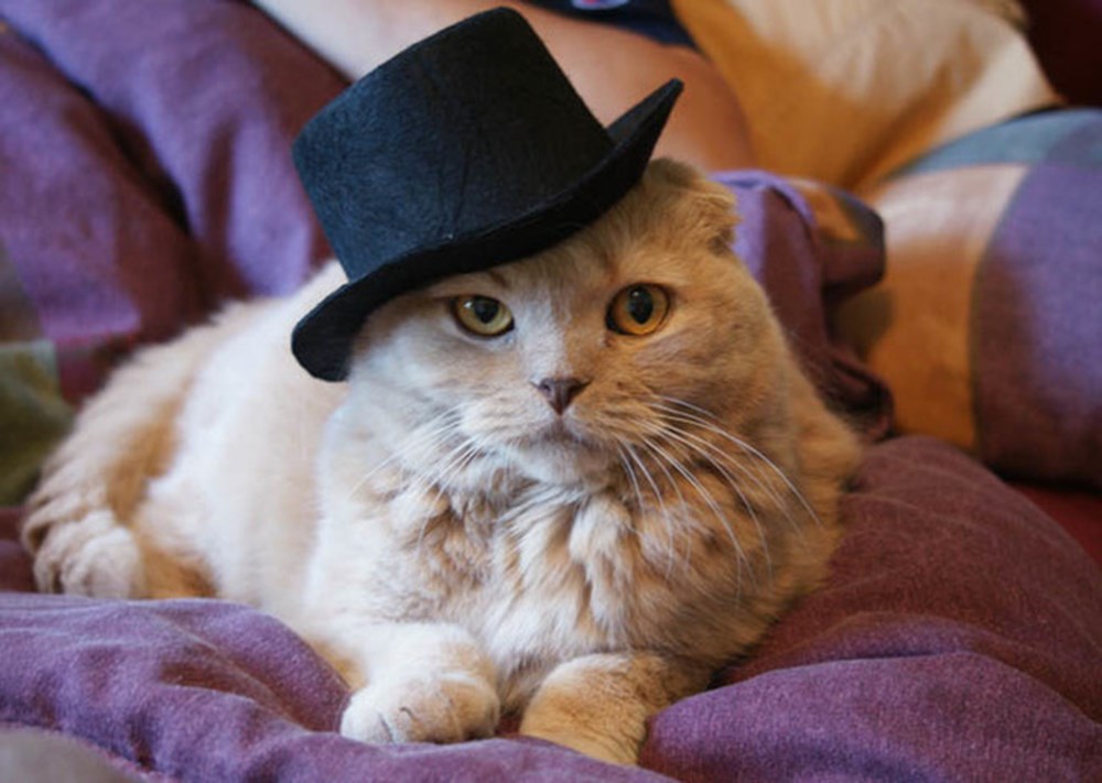 Стильная кошка. Котик в шляпе. Милые котики в шляпках. Кошка в шляпке. Стильные коты.