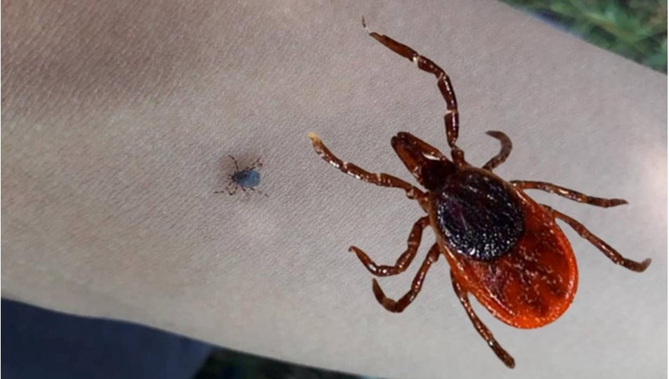 Kene kabusu devam ediyor: Sağlık kuruluşunda çıkarttı ama kurtarılamadı