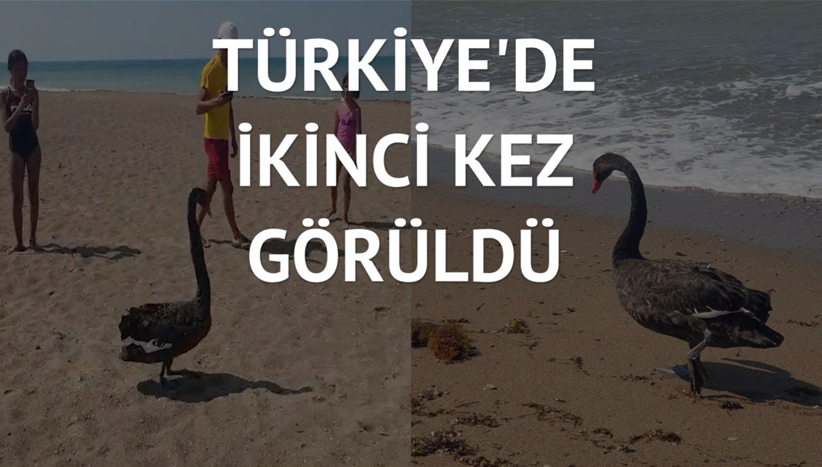 Plajdakiler yanına yaklaşıp videosunu çekti