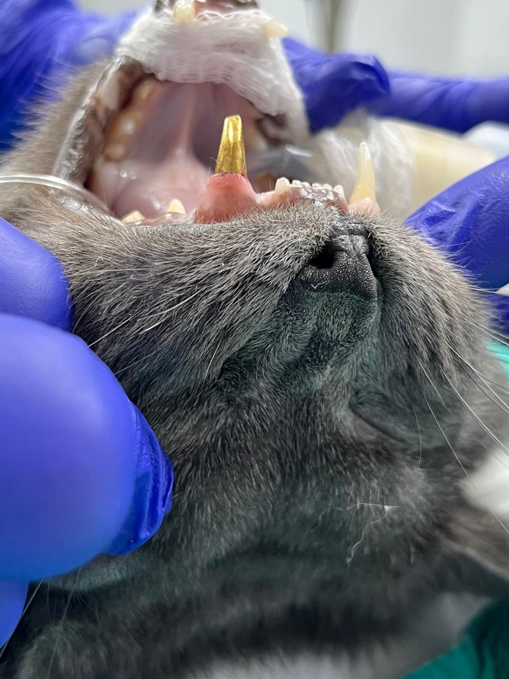 Türkiye'de birinci olabilir: Kediye altından diş yapıldı 75 pQv38n JTk2lKuJPPJhhmw