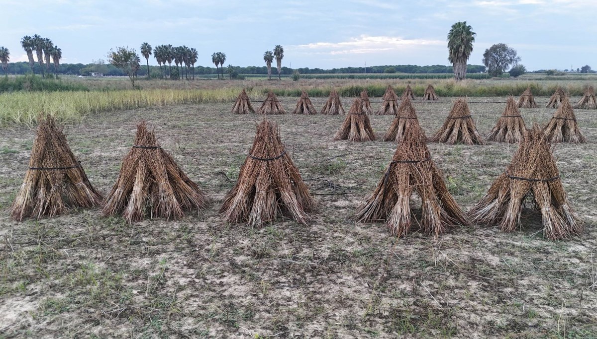 Üretimde Türkiye'de ilk sırada: Paketlenerek yurt dışına gönderiliyor