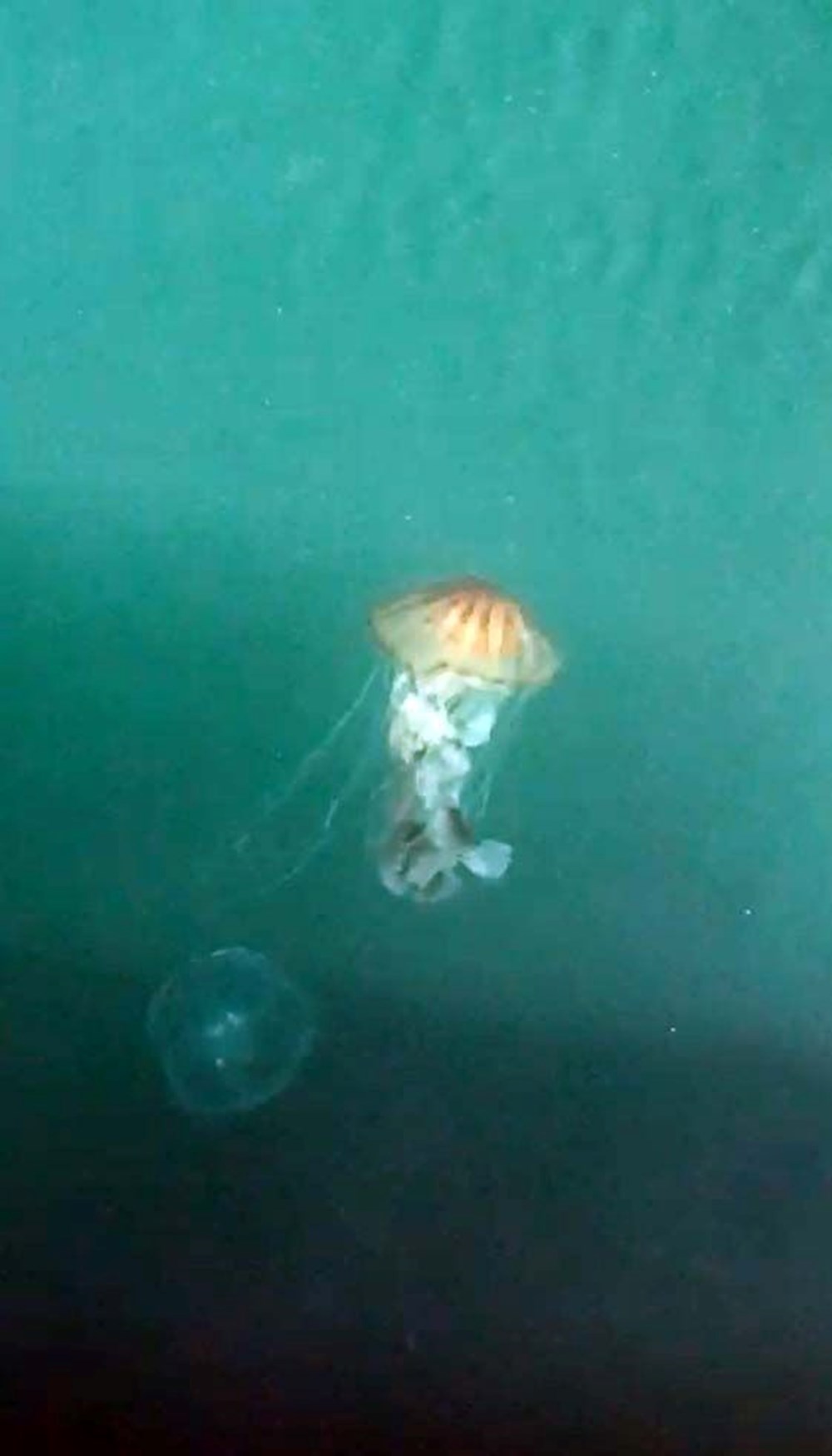 Çanakkale Boğazı'nda zehirli denizanaları görüldü, uzmanı uyardı - 6