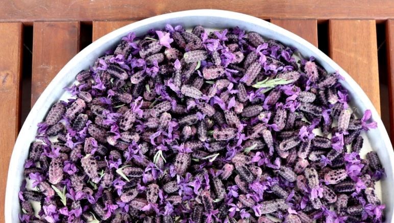 Suyunu kaynatıp içmek bile yetiyor! ''Hekimlerin Piri'' önerdi: Tek başına ecza deposu