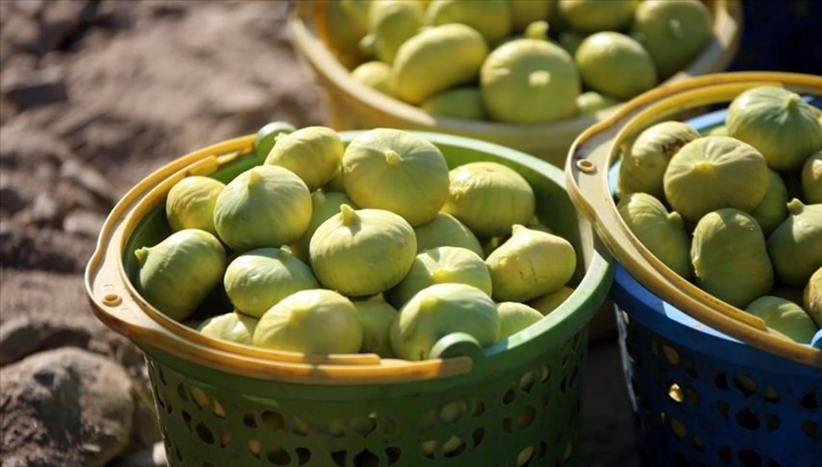 Aydın incirinde hasat başladı
