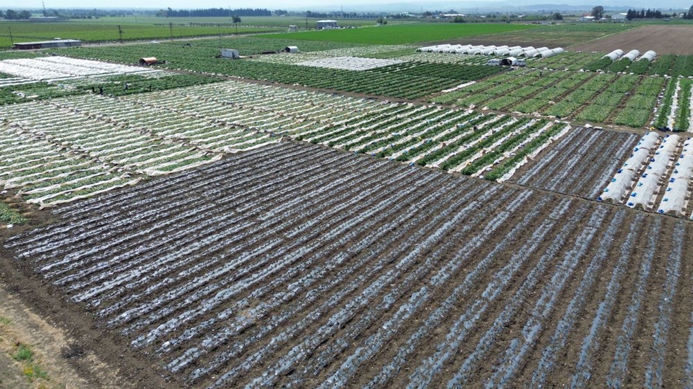 Amik Ovası'nda hasat başladı: Tarlada 15 TL'ye alıcı buluyor 76 pSwelFAbC0enTXf8ZUXaLQ